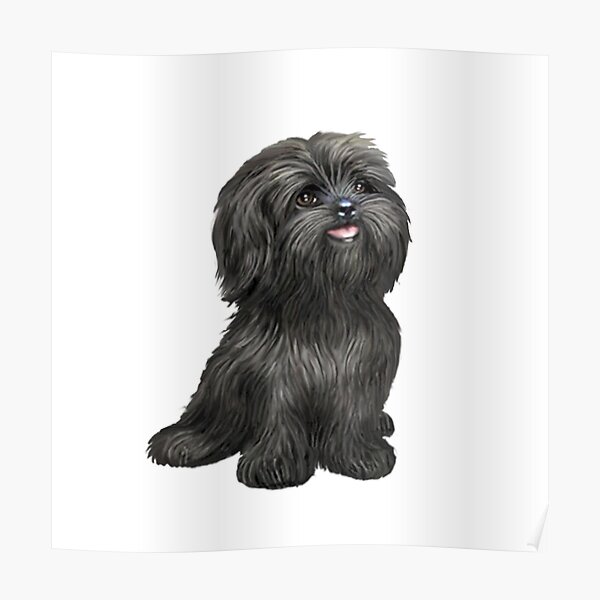 dog shih tzu black