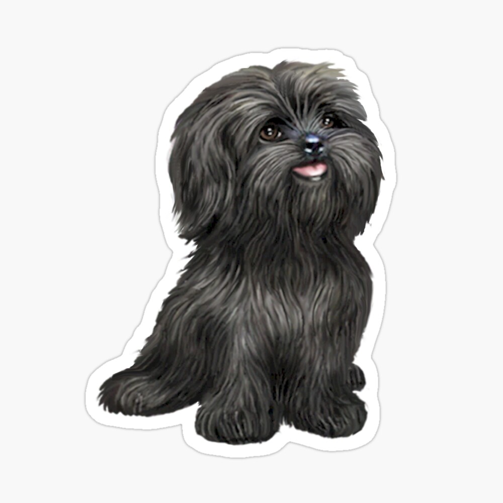 lil cutie shih tzus