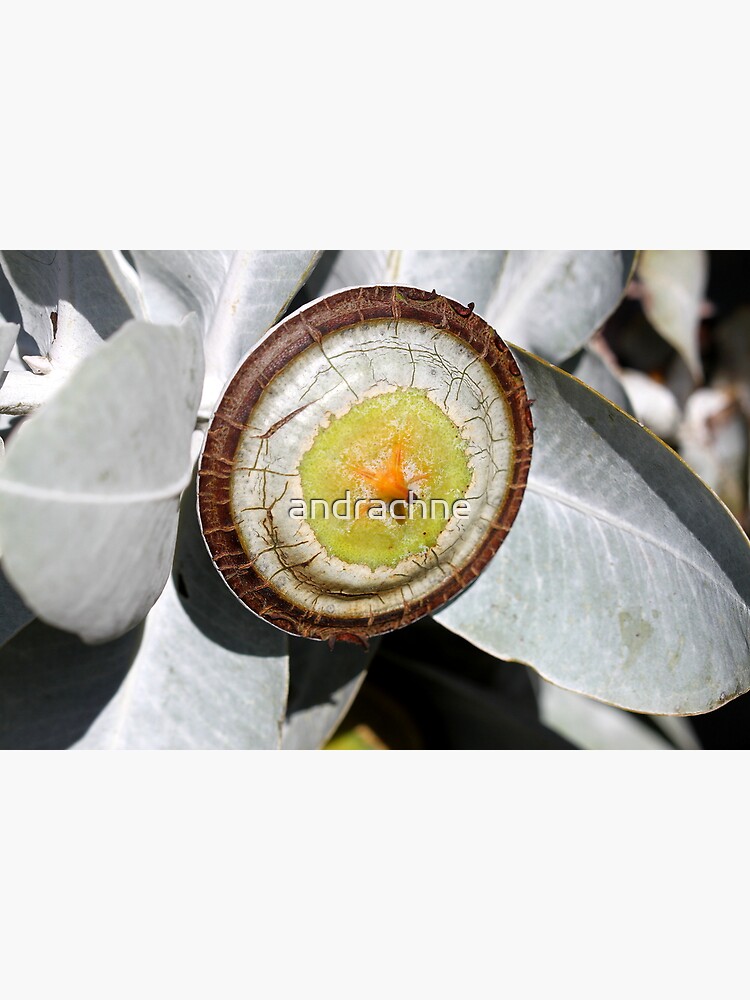 Eucalyptus Macrocarpa. by andrachne