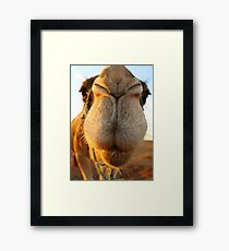 Candid camel Framed Print