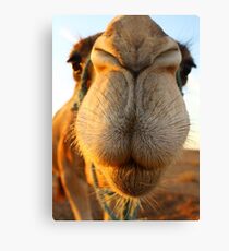 Candid camel Canvas Print