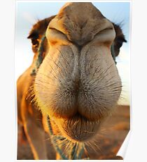 Candid camel Poster