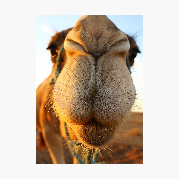 Candid camel Photographic Print