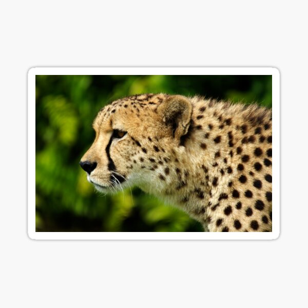 Cheetah Sticker