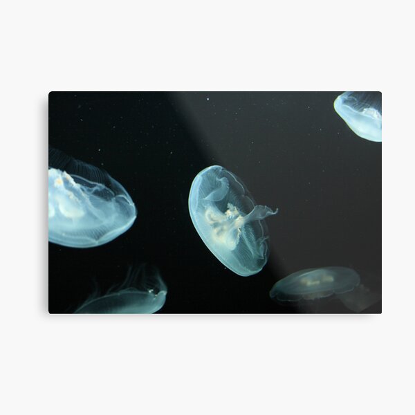 Moon Jellyfish Metal Print