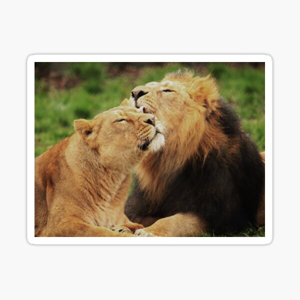 Pure Love 2 Sticker