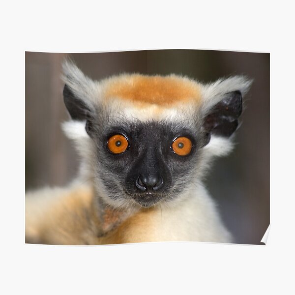 Look into the eyes of the lemur Poster