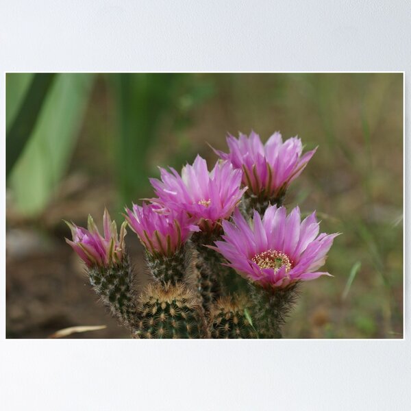 Artikelvorschau, Echinocereus reichenbachii entworfen und verkauft von TxGimGim.