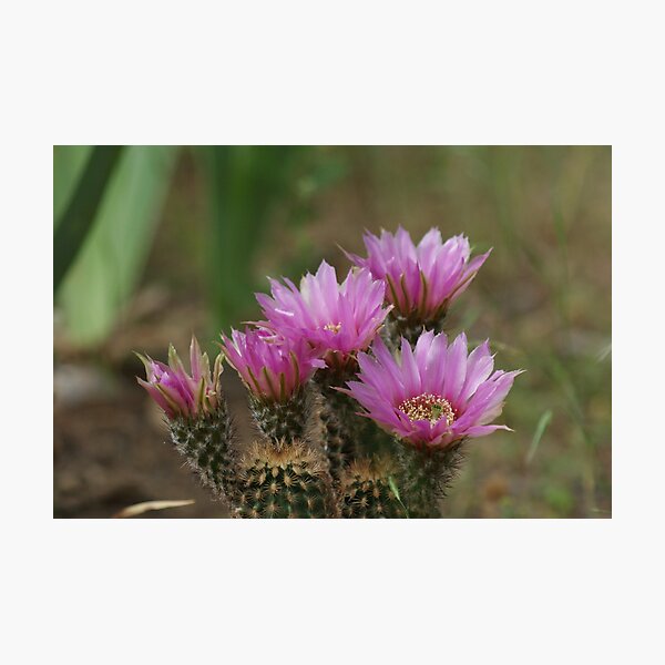 Artikelvorschau, Echinocereus reichenbachii entworfen und verkauft von TxGimGim.