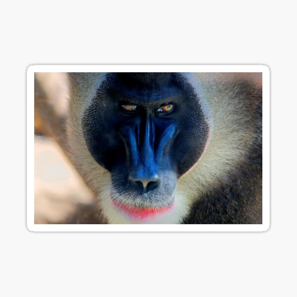monkey looking right Sticker