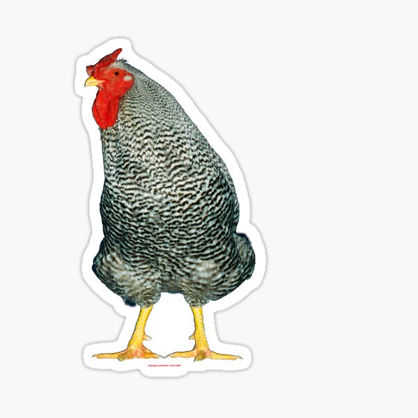 Item preview, American Largefowl Dominique Cockerel designed and sold by Norman Schwartz.