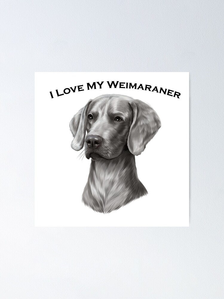 i love my weimaraner