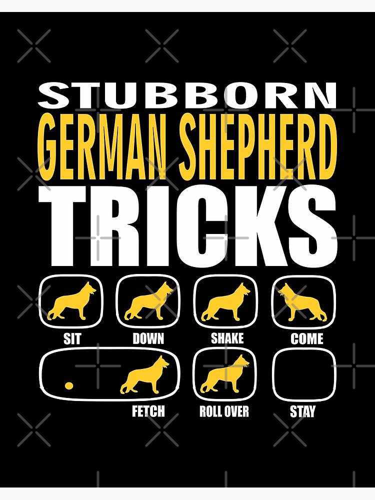 stubborn german shepherd