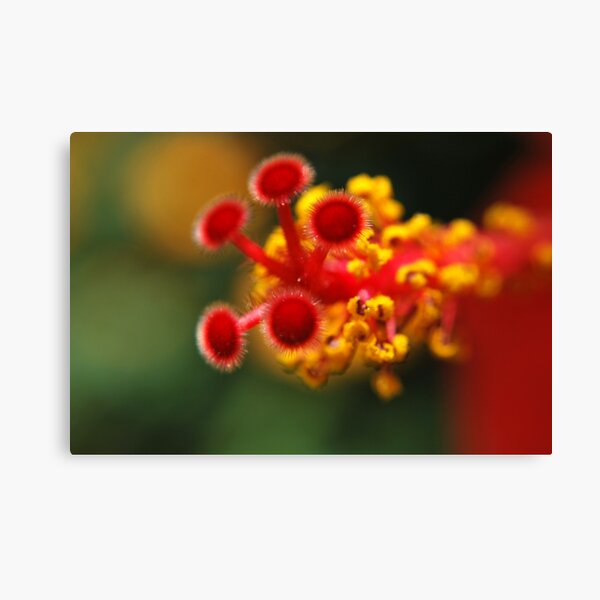 Gumamela Canvas Print