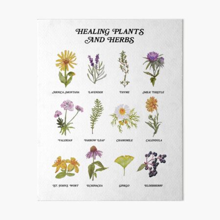 "Healing Plants And Herbs" Art Board Print For Sale By TheKindredPines ...