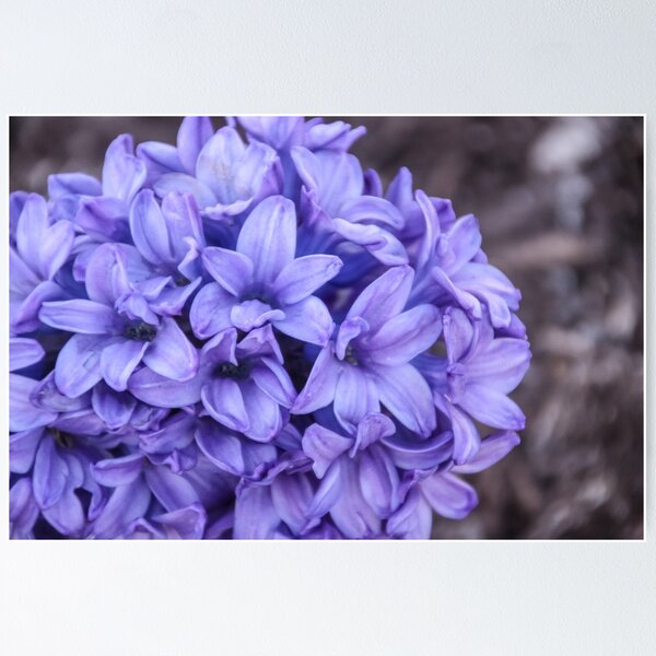 Item preview, Purple Perfumed Hyacinth designed and sold by Patti Melfi.