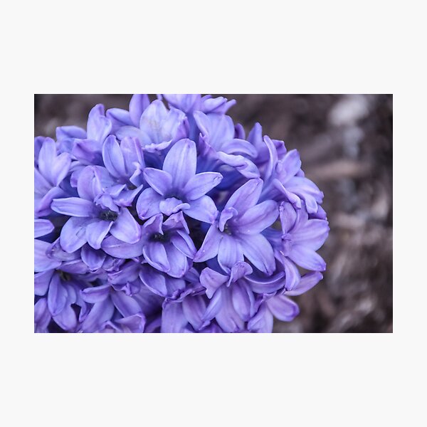 Item preview, Purple Perfumed Hyacinth designed and sold by Patti Melfi.