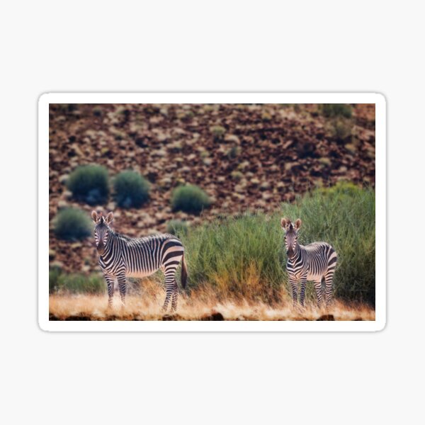 Etendeka zebra pair Sticker