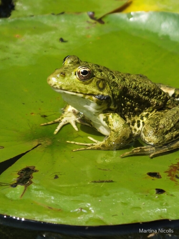 Green frog, green lily pad by martina