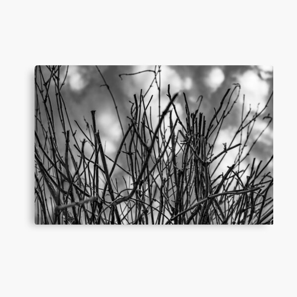 twigs Canvas Print