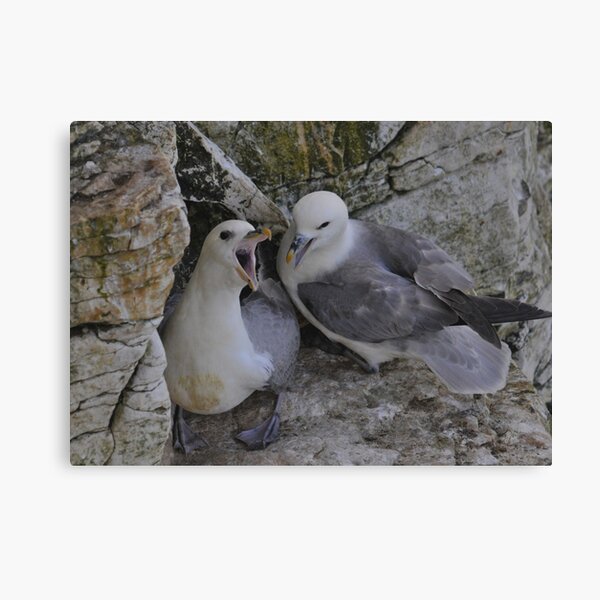 Item preview, fulmar gets a quiet homecoming designed and sold by Grandalf.