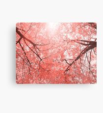 Cherry tree blossoms in Living Coral Pantone color 2019 Metal Print