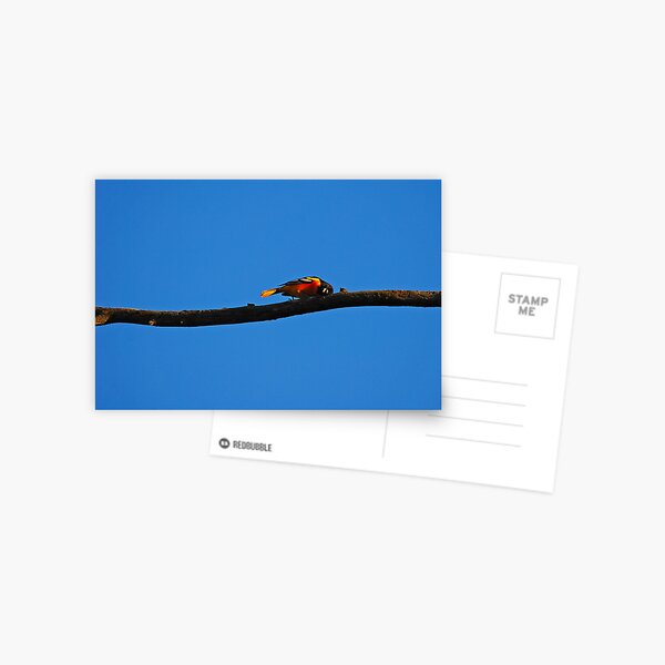 Haming It Up Postcard