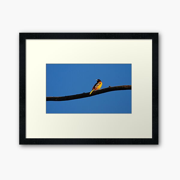 Baltimore Oriole Framed Art Print