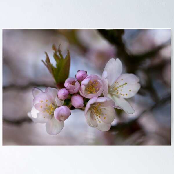 Item preview, Pink blossoms designed and sold by Katariina Jarvinen.