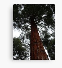 Tree Canvas Print