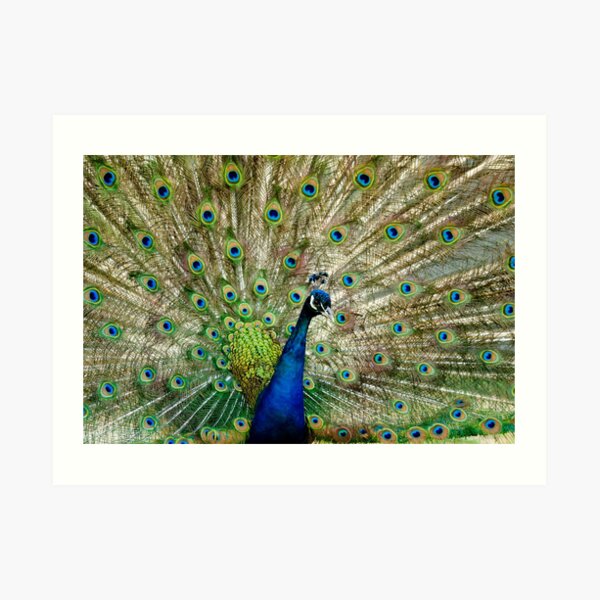 Peacock Art Print