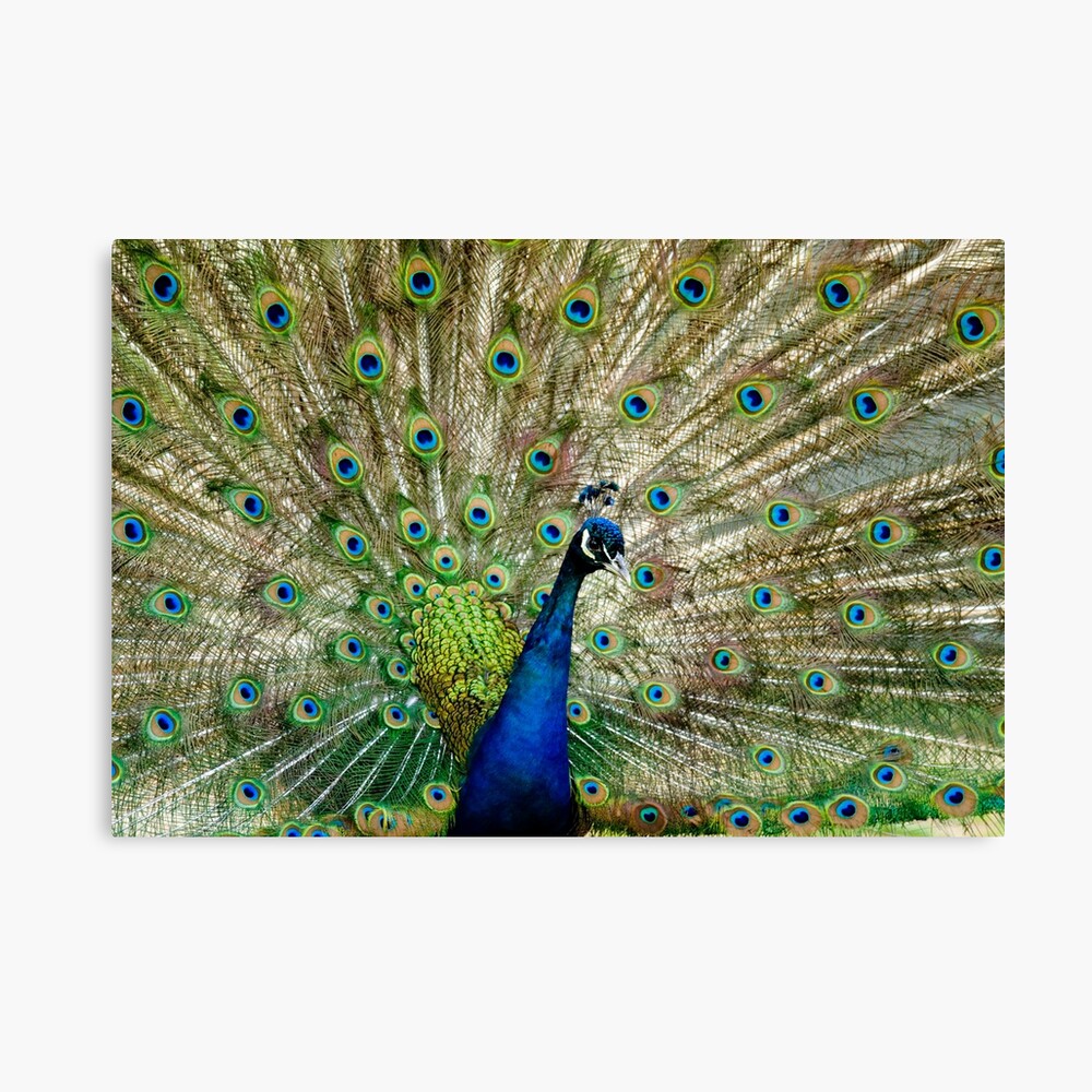 Peacock Canvas Print