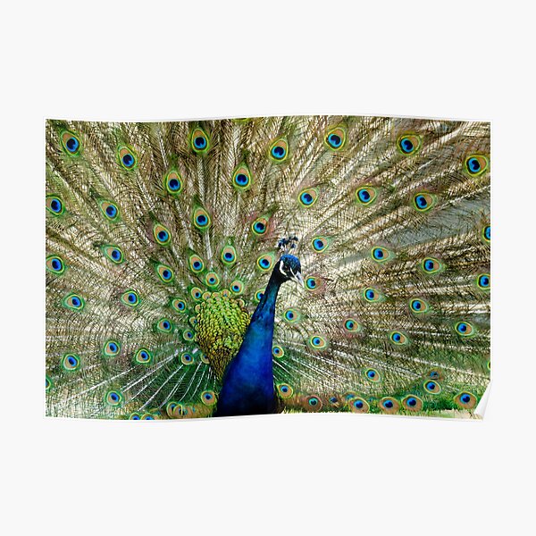 Peacock Poster