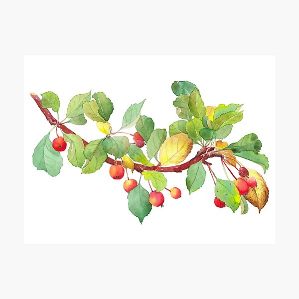 Item preview, Autumn crab apple tree branch - watercolour designed and sold by Zoya Makarova.