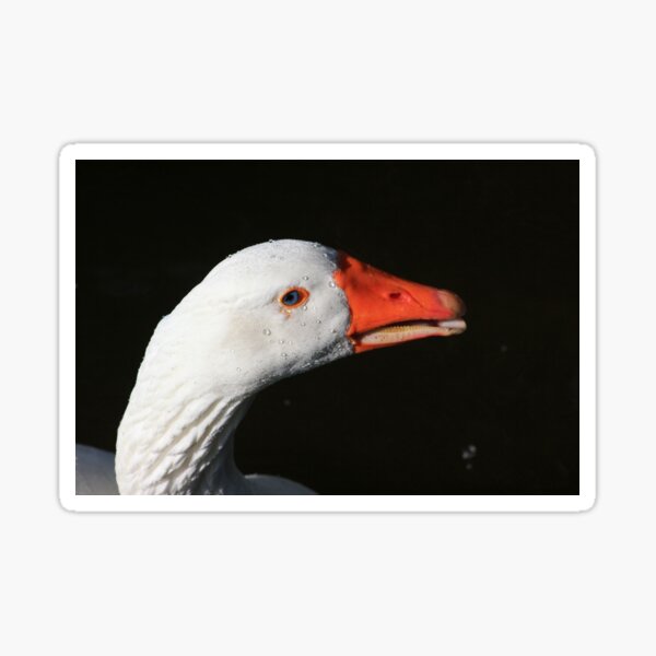 Goose portrait Sticker