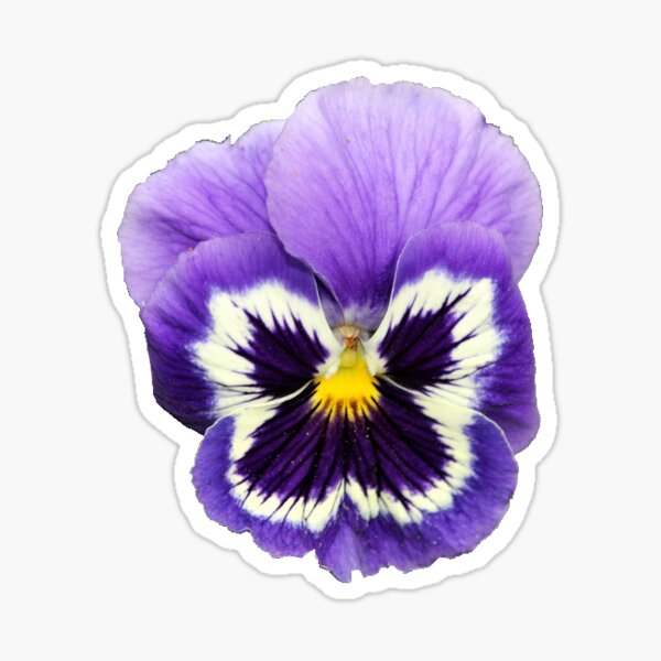 Item preview, pansy sticker designed and sold by oyelhsa.