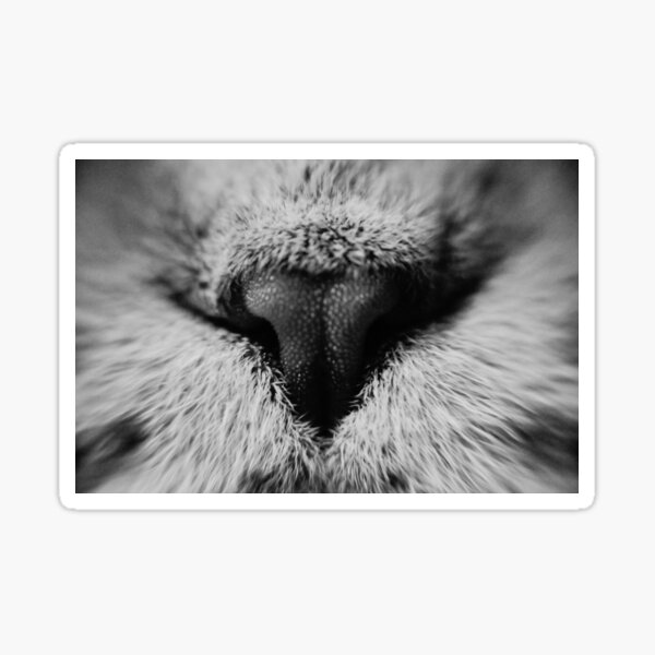 Artikelvorschau, Macro Noses entworfen und verkauft von Yevgeni Kacnelson.