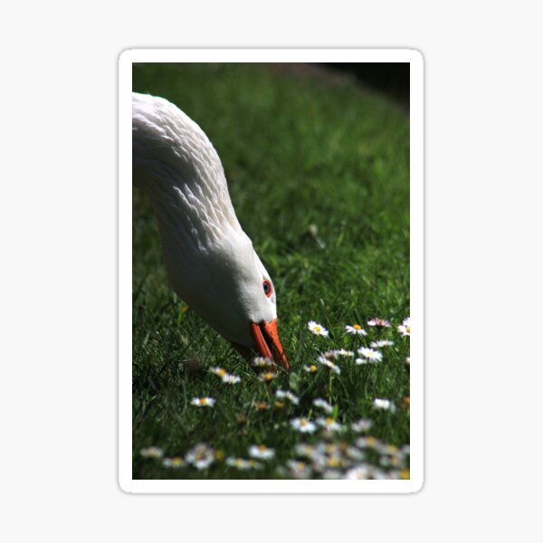 Domestic goose eating grass Sticker