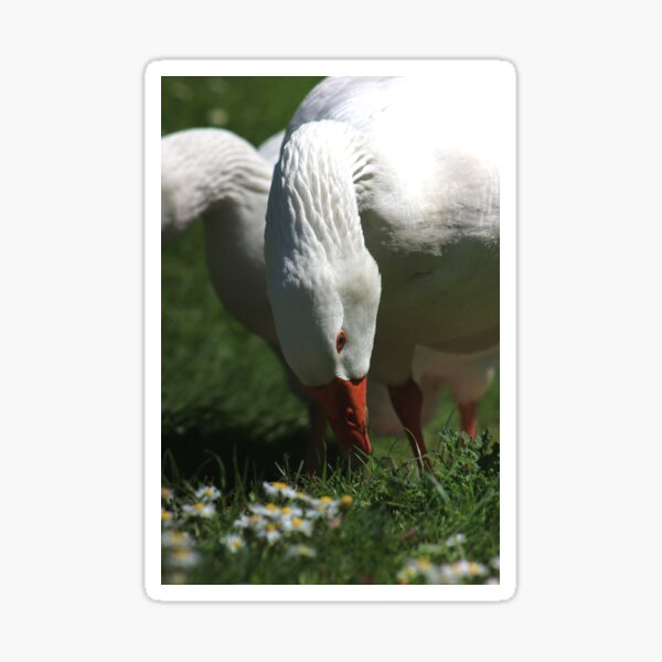 Domestic goose eating grass Sticker