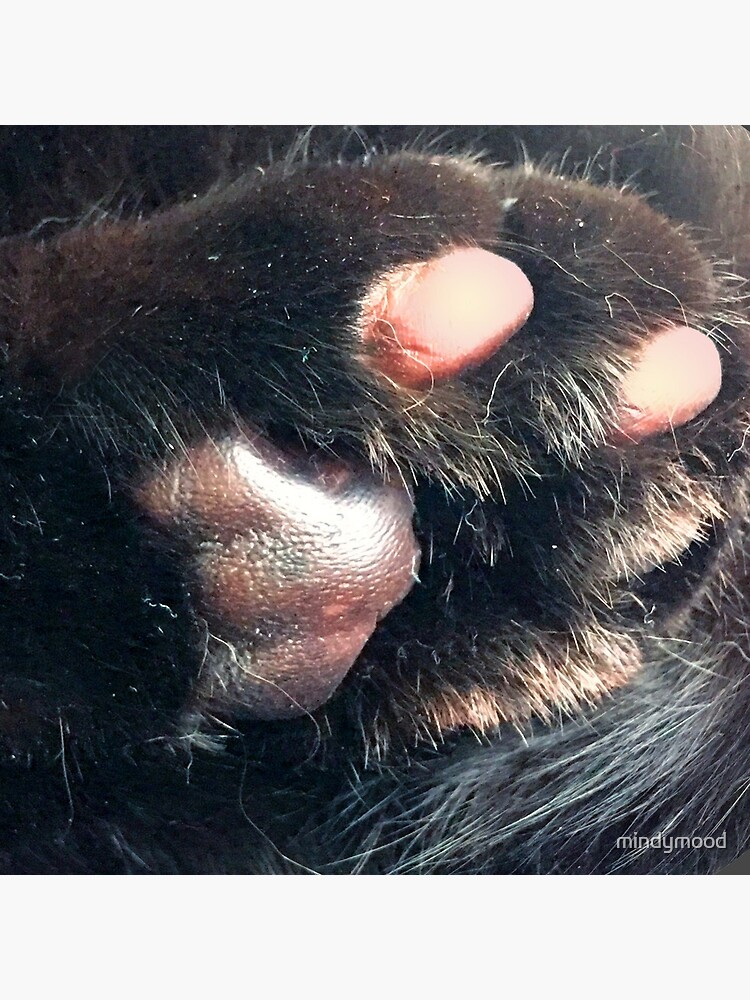 black cat toe beans