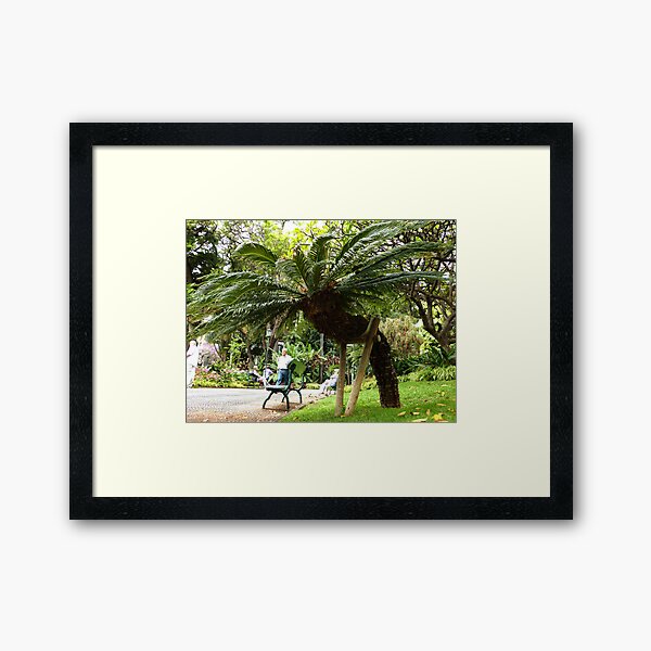 Disabilitree. Funchal. Madeira. Framed Art Print