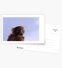 Red Ruffed Lemur Varecia rubra Postcards