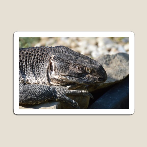Item preview, Monitor de garganta negra designed and sold by LizardSpirit.