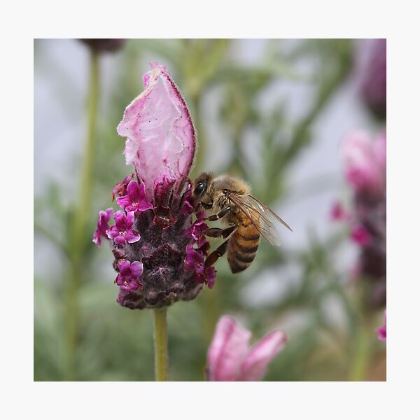 Bee November 2012 Photographic Print