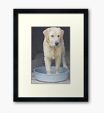 Retrievers Love Water Framed Print