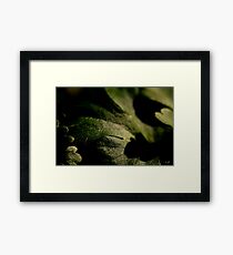 Coriander Framed Print