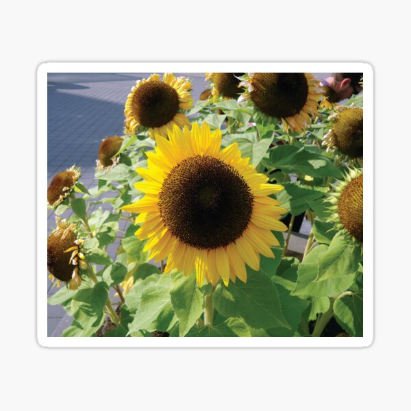 Sunflower Girasol Photo Sticker