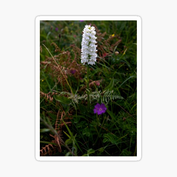 Irish White Orchid, Inishmore Sticker
