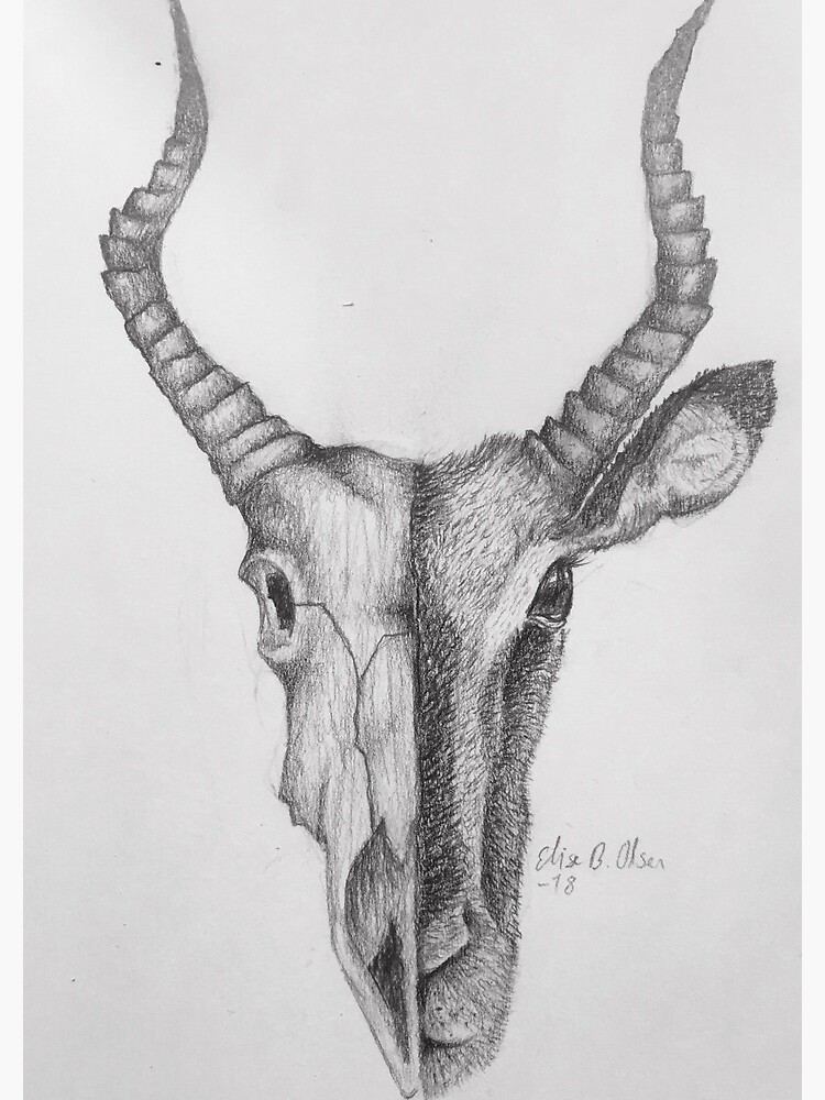 Gazelle and skull sketch by ElisesArtShop