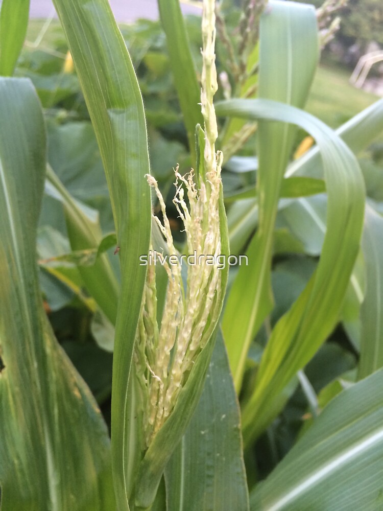 "Corn Tassels" Sticker by silverdragon Redbubble